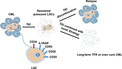 Treatment-Free Remission in Chronic Myeloid Leukemia and New Approaches by Targeting Leukemia Stem Cells